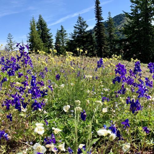 A vibrant field of purple and white wildflowers with green grass, set against a backdrop of trees and mountains.