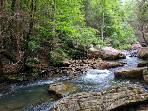 A serene forest scene featuring a flowing river, smooth rocks, and lush green trees.