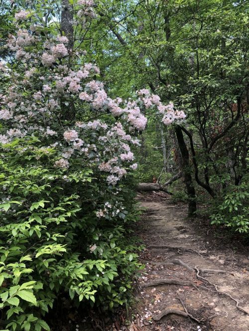 A winding dirt path surrounded by lush greenery and blooming pink flowers in a forested area.