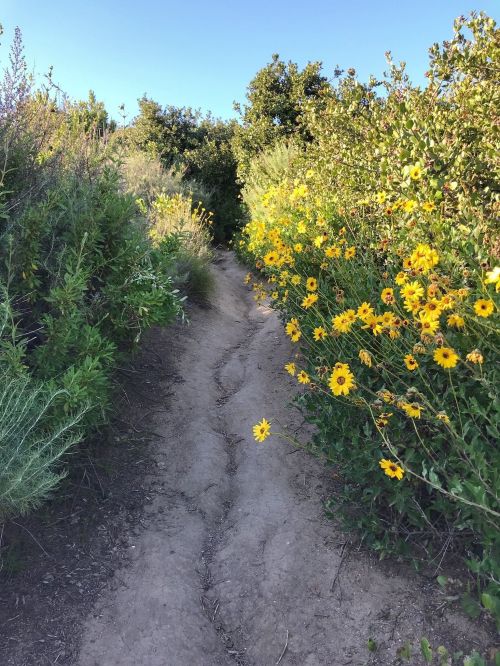 A winding dirt path surrounded by vibrant yellow flowers and lush greenery under a clear blue sky.