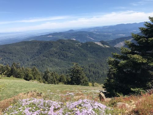A scenic view of rolling green mountains under a clear blue sky, with purple wildflowers in the foreground.