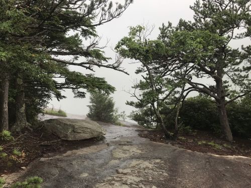 A misty landscape with trees and a rocky path, creating a serene, foggy atmosphere.