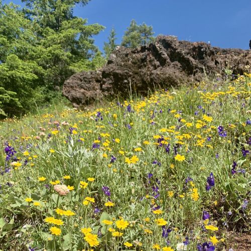 A vibrant field of yellow and purple wildflowers on a sunny day, with rocky terrain and green trees in the background.