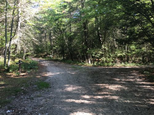A fork in a dirt path surrounded by trees, with sunlight filtering through the leaves.