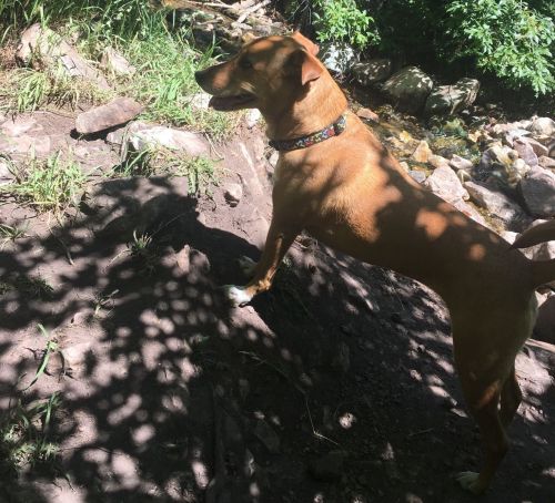 A brown dog stands on a rocky path, surrounded by grass and dappled sunlight from nearby trees.