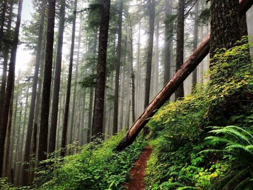 A misty forest scene with tall trees, a fallen log, and a narrow path surrounded by lush greenery.
