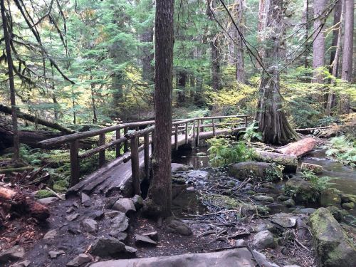 A wooden bridge crosses a small stream in a lush, green forest with tall trees and scattered rocks.
