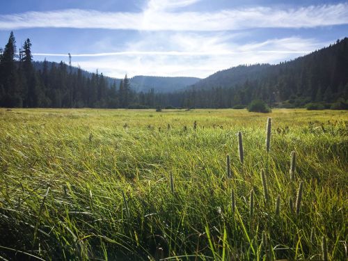 A lush green meadow surrounded by trees and mountains under a blue sky with wispy clouds.
