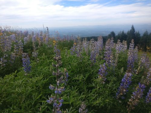 A field of purple lupine flowers in the foreground, with a scenic view of rolling hills and a cloudy sky in the background.