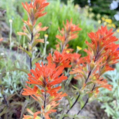 Vibrant orange wildflowers with spiky petals, surrounded by green foliage and other colorful blooms in a natural setting.