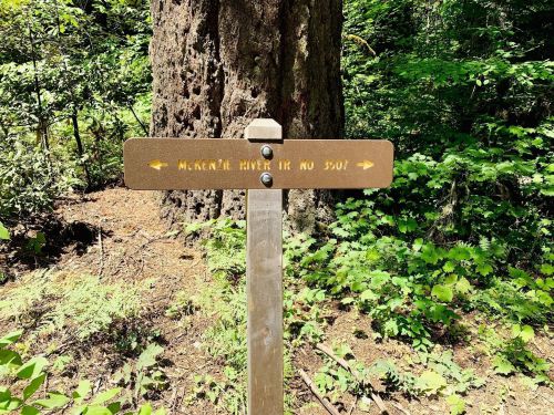 Trail sign pointing to McKenzie River Trail No. 3507, surrounded by lush greenery and trees.
