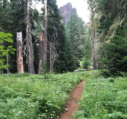 A narrow dirt path winds through a lush green forest with tall trees and rocky peaks in the background.