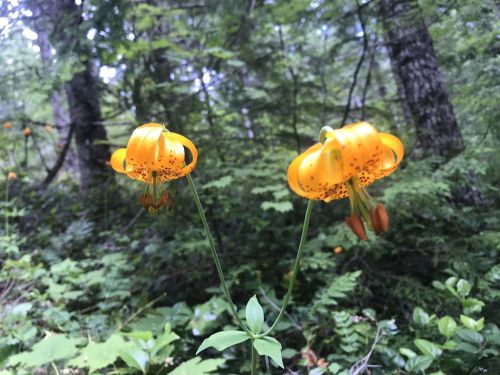 Two vibrant orange lilies with dark spots, surrounded by lush green foliage in a forest setting.