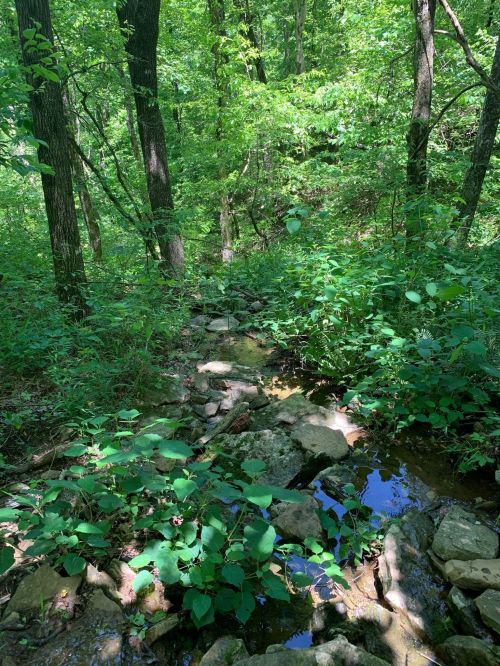 A serene forest scene with a small stream flowing over rocks, surrounded by lush green foliage and trees.