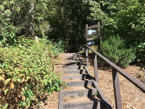 A wooden staircase leads up through a lush, green forest with bushes on either side.