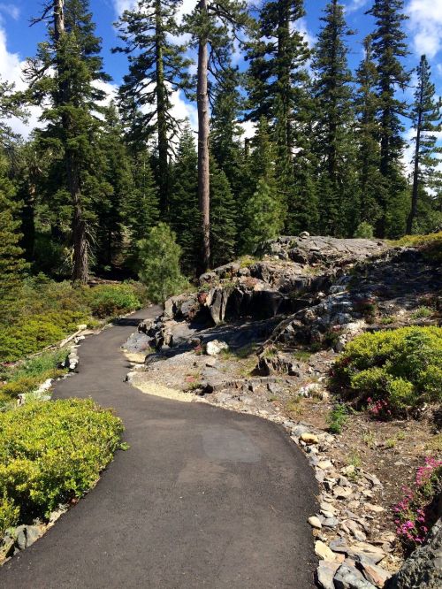 A winding path through a lush forest with tall trees and rocky terrain under a bright blue sky.