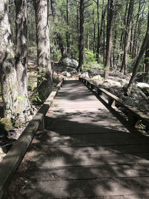 A wooden boardwalk leads through a lush forest with trees and rocks, dappled sunlight creating shadows on the path.