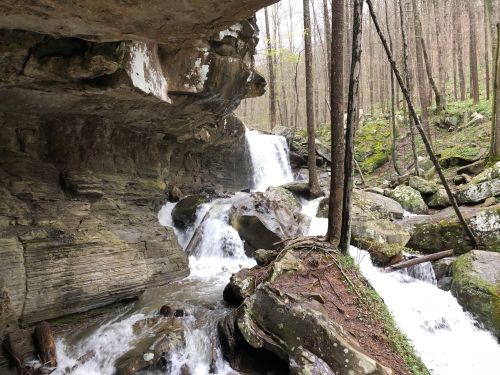 A serene waterfall cascades over rocks in a lush forest, surrounded by trees and greenery.