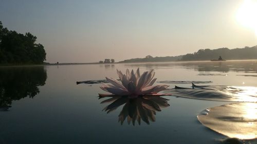A serene lake at sunrise, featuring a pink water lily and calm reflections on the water's surface.