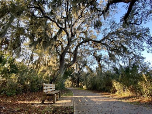 A wooden bench beside a winding path, shaded by large trees draped in Spanish moss, surrounded by lush greenery.