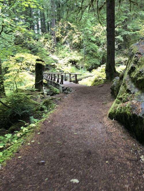 A forest path leads to a wooden bridge surrounded by lush greenery and tall trees.
