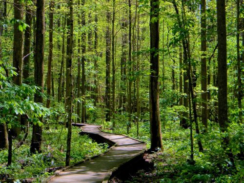 A winding wooden path through a lush green forest with tall trees and vibrant foliage.