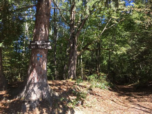 A wooded area with a sign reading "All pets must be leashed" and a path leading into the forest.