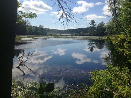 A serene lake reflecting clouds and trees, surrounded by lush greenery under a bright blue sky.