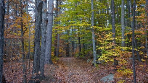 A serene forest path surrounded by trees with autumn leaves in shades of yellow, orange, and green.