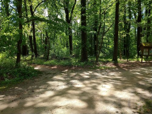 A sunlit forest path surrounded by lush green trees and dappled shadows on the ground.