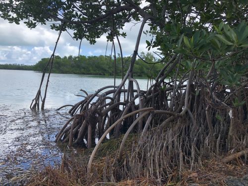 Mangrove roots extend into calm water, surrounded by lush greenery and a cloudy sky.