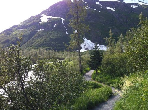 A winding path through lush greenery, leading towards a snow-capped mountain under a clear sky.