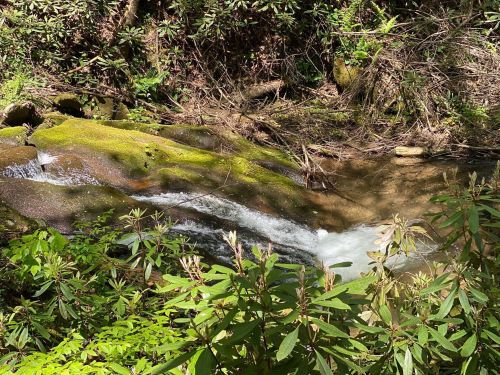 A serene stream flows over moss-covered rocks, surrounded by lush green foliage in a tranquil forest setting.