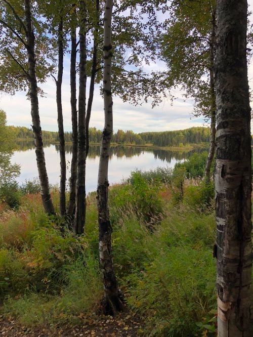 A serene lake surrounded by trees and lush greenery, reflecting the sky and landscape in calm waters.