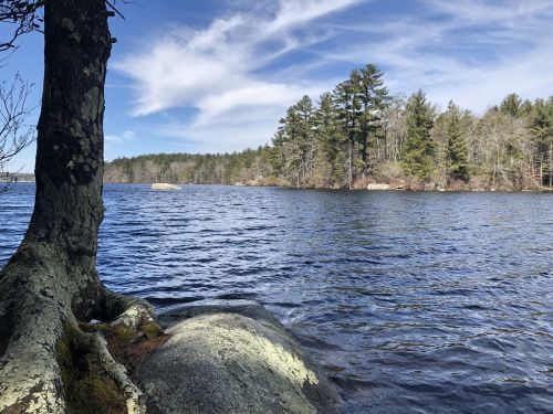 A serene lake scene with a tree in the foreground, surrounded by rocky shores and lush green trees under a blue sky.