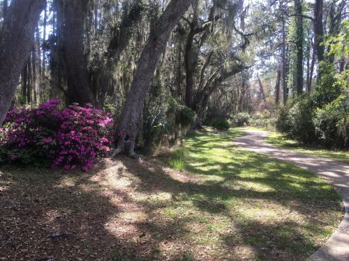 A winding path through a lush, green forest with vibrant pink flowers and dappled sunlight filtering through the trees.