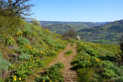 A winding dirt path through vibrant yellow wildflowers, with rolling green hills and a distant valley under a clear blue sky.