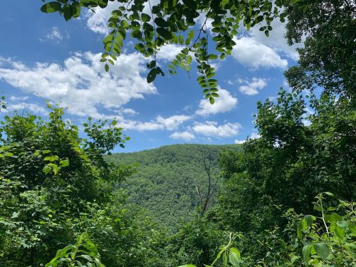 Lush green trees frame a scenic view of a mountain under a bright blue sky with fluffy white clouds.