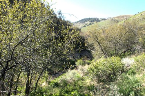 Lush green landscape with trees and shrubs beside a winding river, surrounded by rolling hills under a clear blue sky.