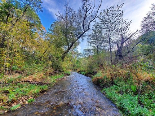 A serene stream flows through a lush, green forest with trees and vibrant foliage under a clear blue sky.