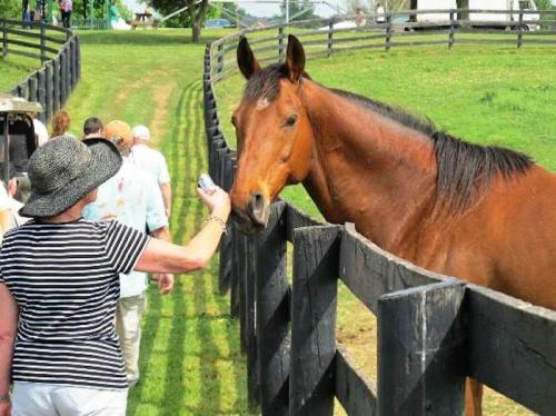 A person in a hat reaches out to a horse over a wooden fence, with a group of people walking in the background.