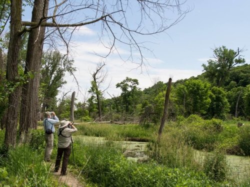 Two people with cameras stand on a path, observing a lush green wetland with trees and a blue sky in the background.