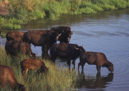 A group of bison stands near a water's edge, some drinking while others graze in the lush green grass.