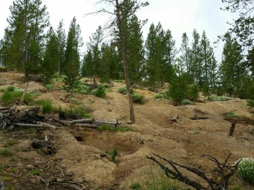 A sloped landscape with scattered trees, shrubs, and exposed soil, showcasing a natural forested area.
