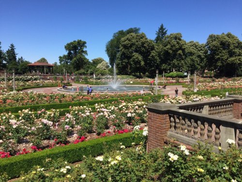 A vibrant rose garden with a fountain, surrounded by lush greenery and visitors enjoying the sunny day.
