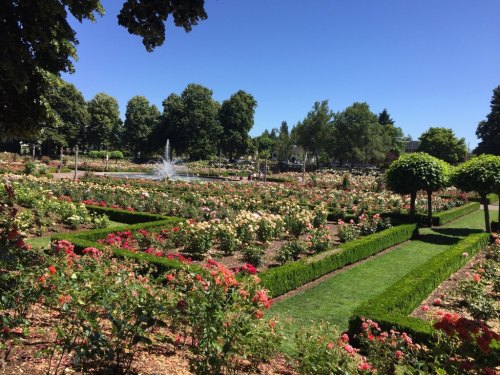A vibrant garden filled with colorful roses, neatly trimmed hedges, and a fountain under a clear blue sky.