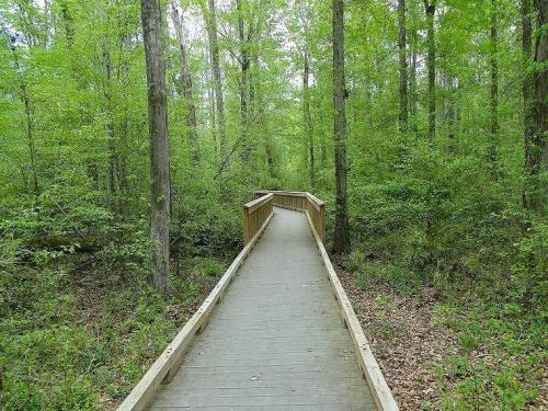 A wooden boardwalk winding through a lush green forest with tall trees and dense foliage on either side.