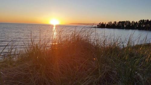 Sunset over a calm lake, with tall grass in the foreground and trees lining the shore in the background.