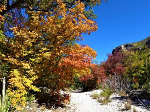 A scenic path lined with vibrant autumn trees in shades of orange, yellow, and red under a clear blue sky.