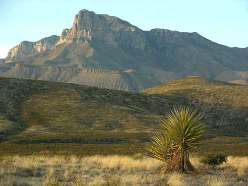 A desert landscape featuring a prominent mountain in the background and a yucca plant in the foreground.